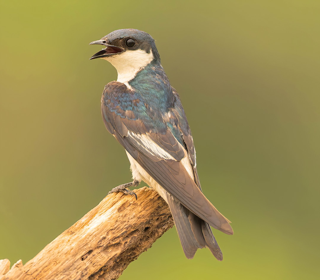 image White-winged Swallow